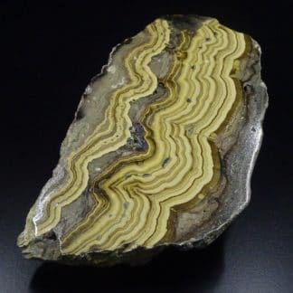 Schalendlende, tranche polie, Vieille Montagne, Lontzen, Belgique.