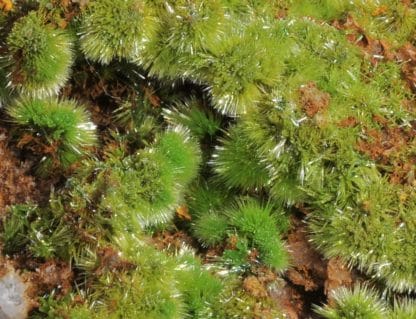 Pyromorphite aciculaire, Saint-Salvy, Tarn.