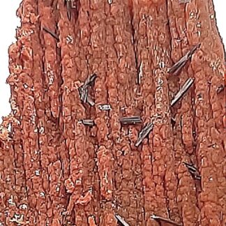Groutite, Bois pétrifié, Mine Blackwater, Arizona, États-Unis.
