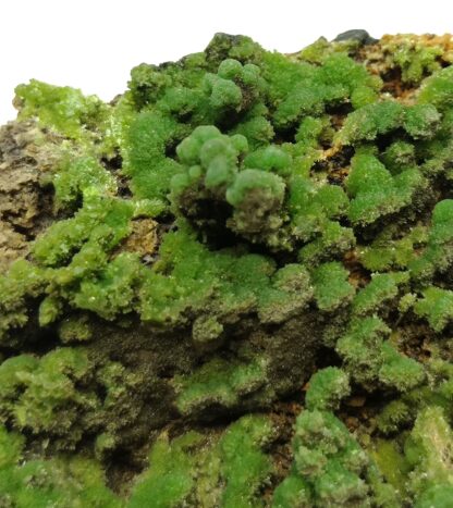 Pyromorphite, Hofsgrund, Forêt-Noire, Baden-Württemberg, Allemagne.