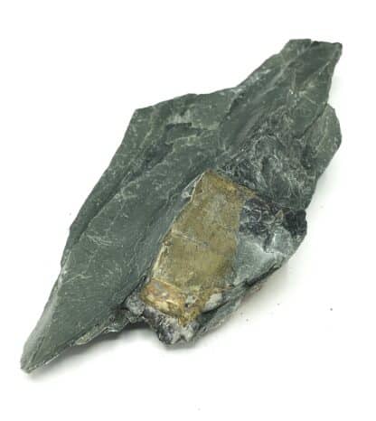 Pyrite « briquet », Fumay, Ardennes.