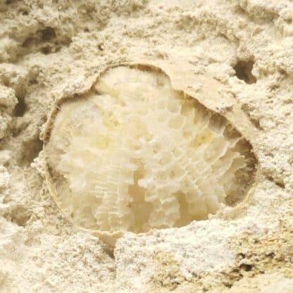 Pseudomorphose d’Oursin en Quartz, Fretigney, Haute-Saône.