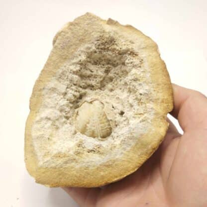 Pseudomorphose d’Oursin en Quartz, Fretigney, Haute-Saône.