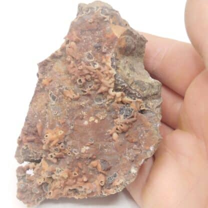 Calcédoine après Calcite, Saphoz, Haute-Saône.