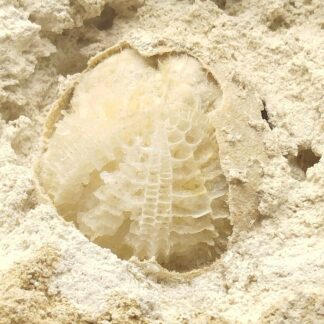 Pseudomorphose d’Oursin en Quartz, Fretigney, Haute-Saône.